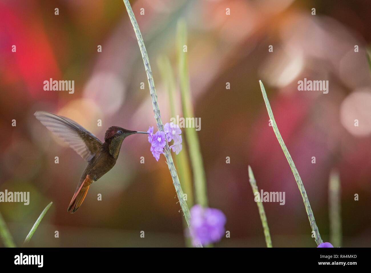 (Chrysolampis mosquitus Ruby topaz) planant à côté de fleur de violette, l'oiseau en vol, Caraïbes Trinité-et-Tobago, l'habitat naturel, hummingbird avec re Banque D'Images