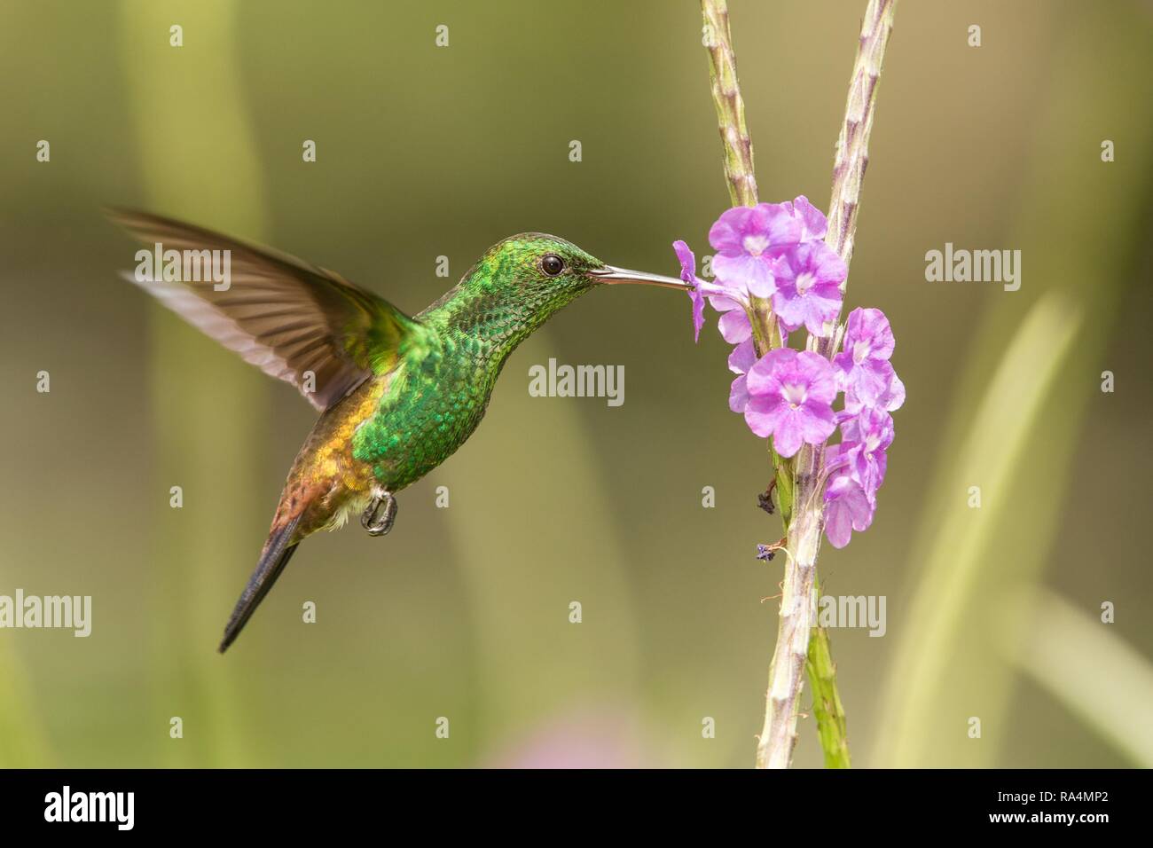 À croupion de cuivre, hummingbird hovering tobaci Amazilia à côté de fleur violette, oiseau en vol, Caraïbes Trinité-et-Tobago, l'habitat naturel, belle hu Banque D'Images