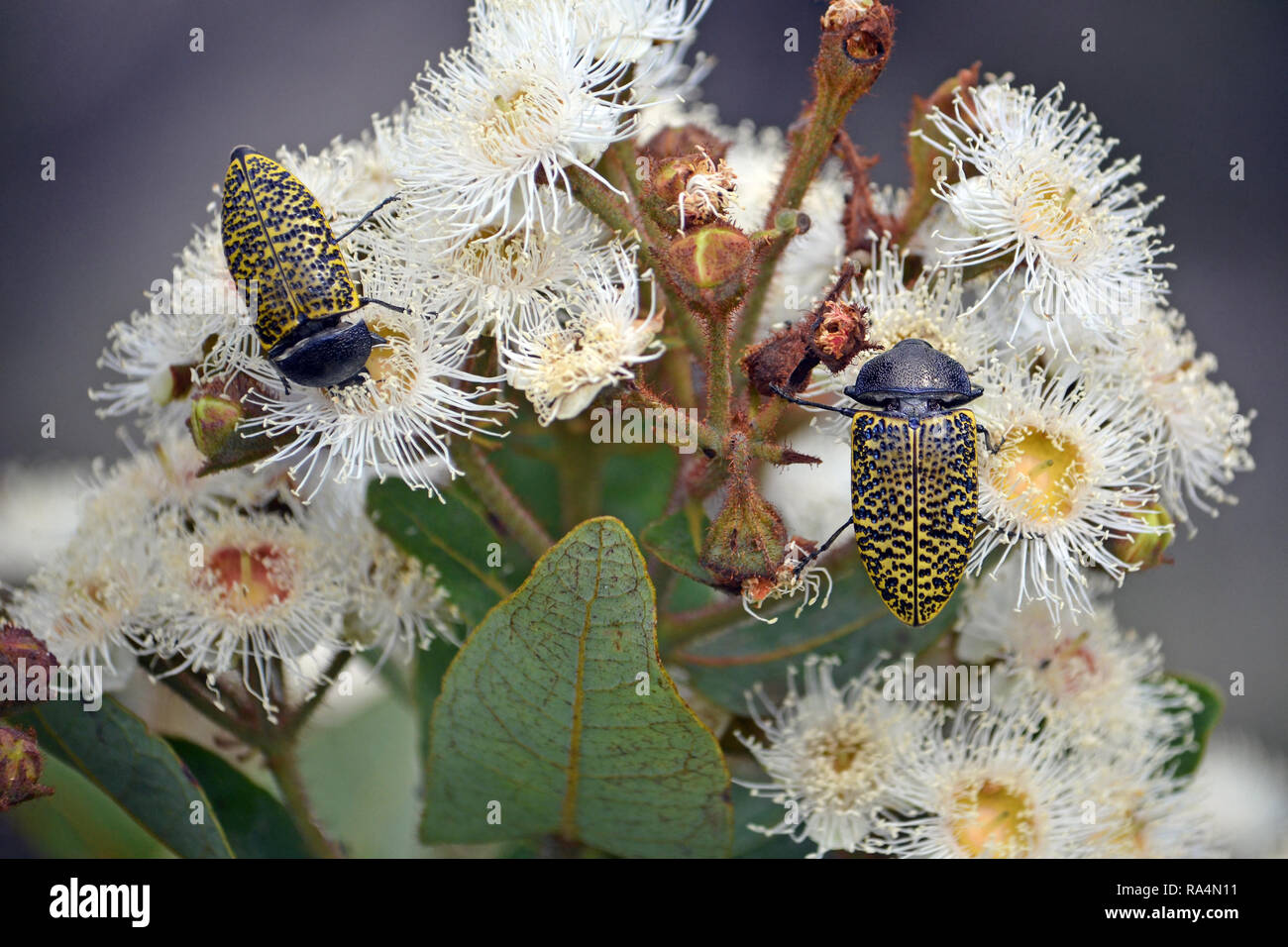 Rousseur australiennes indigènes Jewel Beetle, Stigmodera macularia, se nourrissant de nectar de fleurs, Angophora hispida Royal National Park, NSW, Australie Banque D'Images