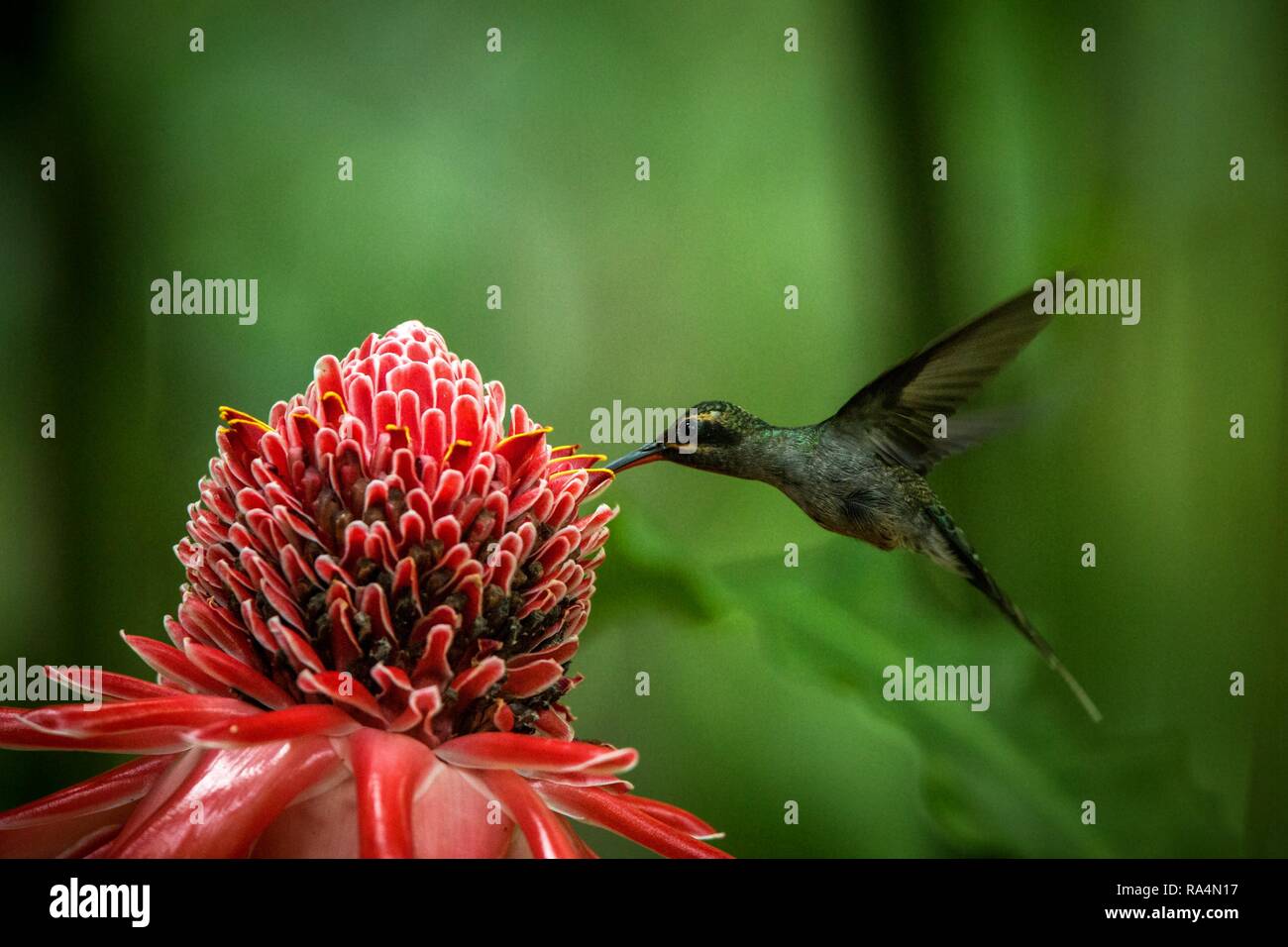 Ermite vert (Phaethornis guy) planer à côté de big red flower, oiseau en vol, des forêts tropicales des Caraïbes, Trinité-et-Tobago, l'habitat naturel, beauti Banque D'Images