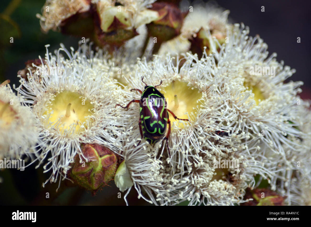 Les autochtones australiens Fiddler Beetle, Eupoecila australasiae, Scarabaeidae, se nourrissant de nectar de fleurs, Angophora hispida Royal National Park Banque D'Images