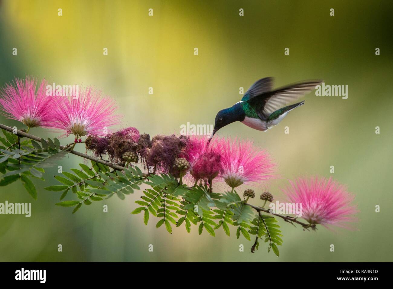 White-necked jacobin planer à côté de mimosa rose fleur, oiseau en vol, des forêts tropicales des Caraïbes, Trinité-et-Tobago, l'habitat naturel,su hummingbird Banque D'Images