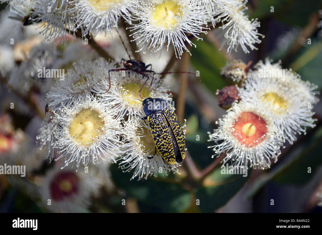 Rousseur australiennes indigènes Jewel Beetle, Stigmodera macularia, se nourrissant de nectar de fleurs, Angophora hispida Royal National Park, NSW, Australie Banque D'Images