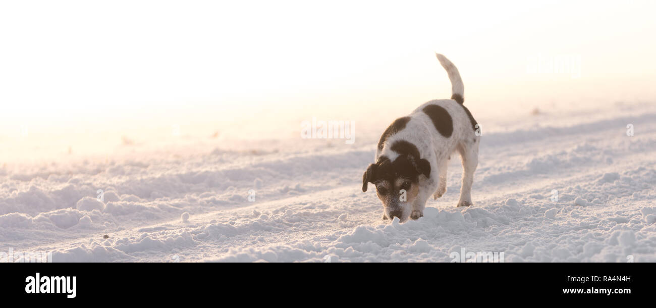 Jack Russell Terrier - Chien courant le long d'une route enneigée au lever du soleil et le brouillard Banque D'Images