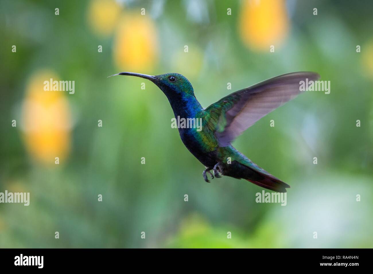 Black-throated mango (Anthracothorax nigricollis) planant dans l'air, des forêts tropicales des Caraïbes, Trinité-et-Tobago, oiseau sur claire colorés backgroun Banque D'Images
