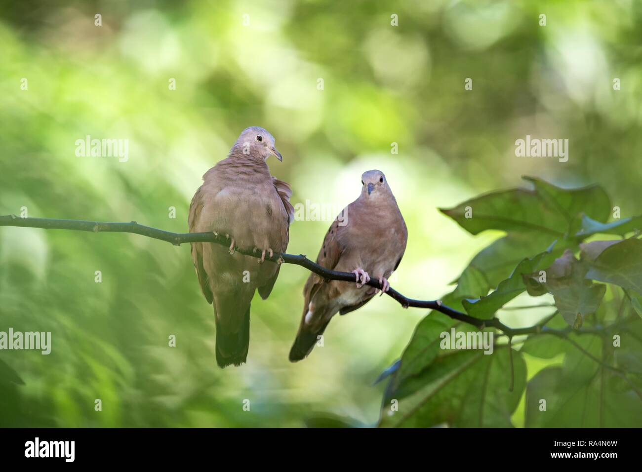 Une paire de colombes au sol dans la lumière du matin sur une branche dans le jardin, fond vert clair, aventure exotique dans la nature des Caraïbes, pidgean sur Banque D'Images