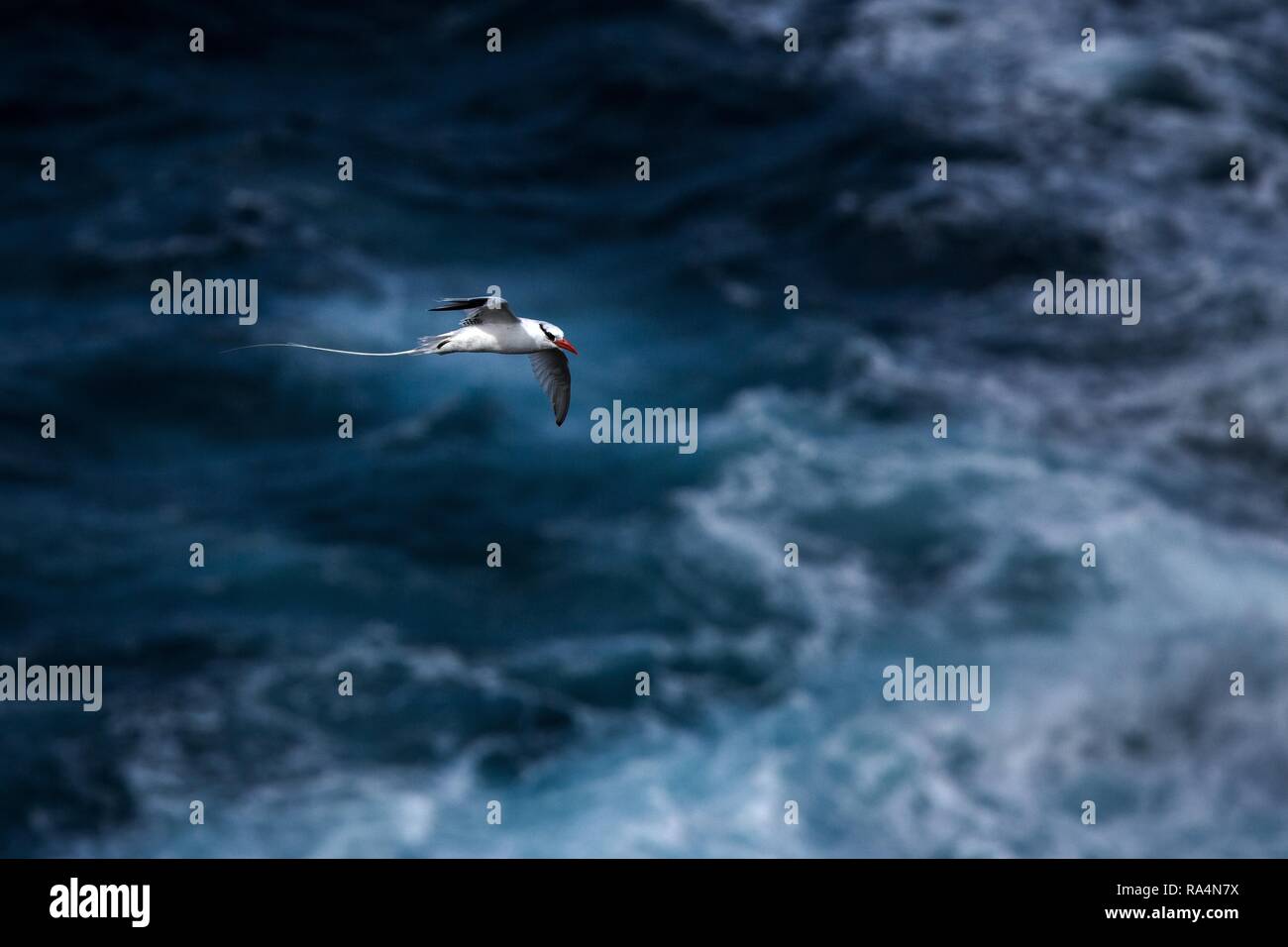 Phaéton à bec rouge (Fregata magnificens) volant au-dessus de l'océan Pacifique près des îles Galapagos, bel oiseau blanc avec vue sur la mer et les falaises en backgroun Banque D'Images
