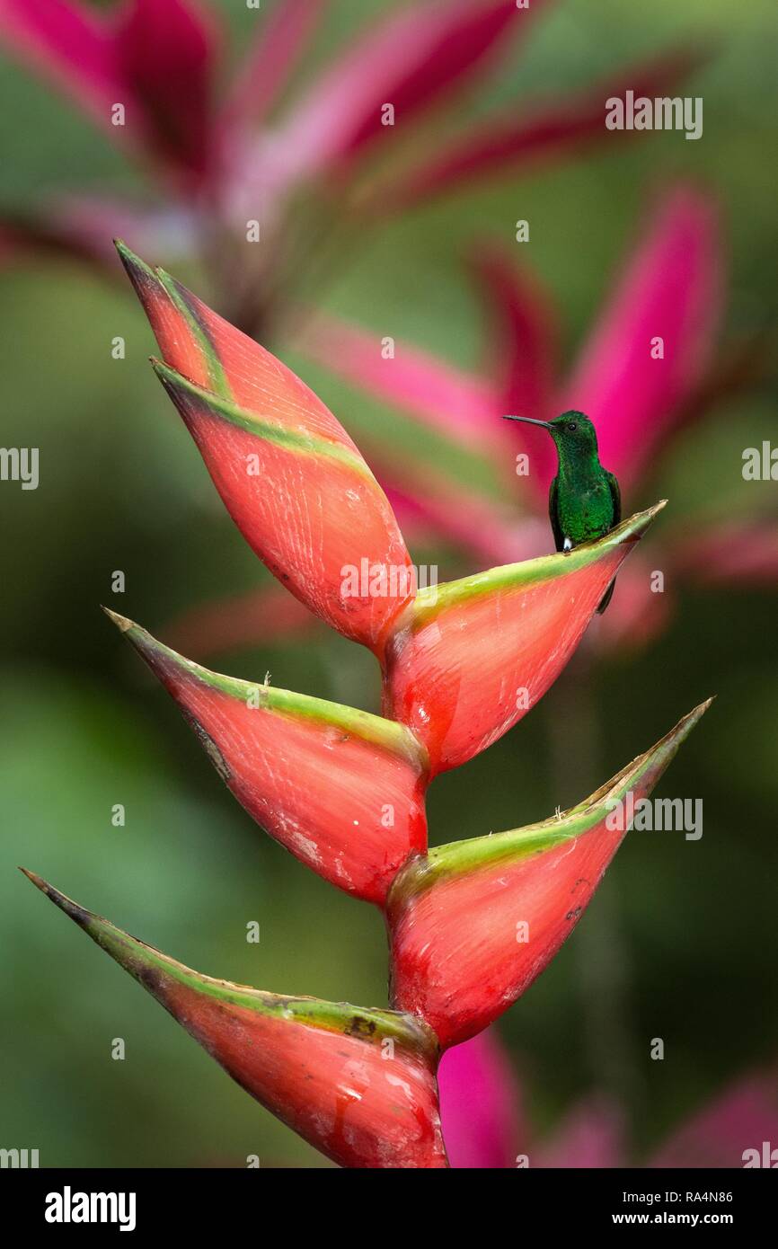 Cuivre (Hummingbird Colibri à croupion) assis et boire du nectar de ses fleurs rouge préféré. Mignon petit oiseau perché sur grand oranger, vert backg Banque D'Images