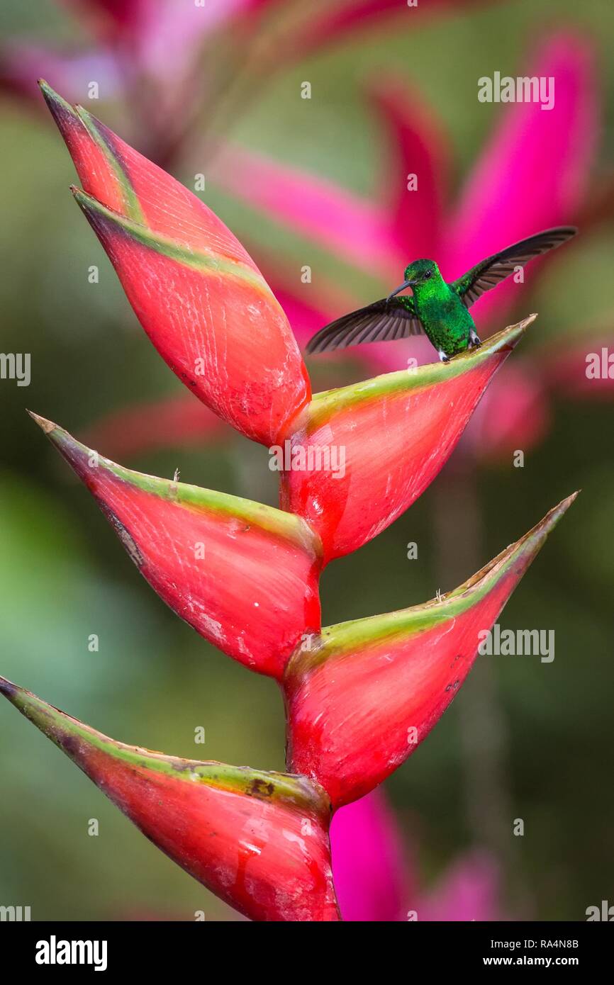 Cuivre Hummingbird Colibri à Croupion Assis Et Boire Du