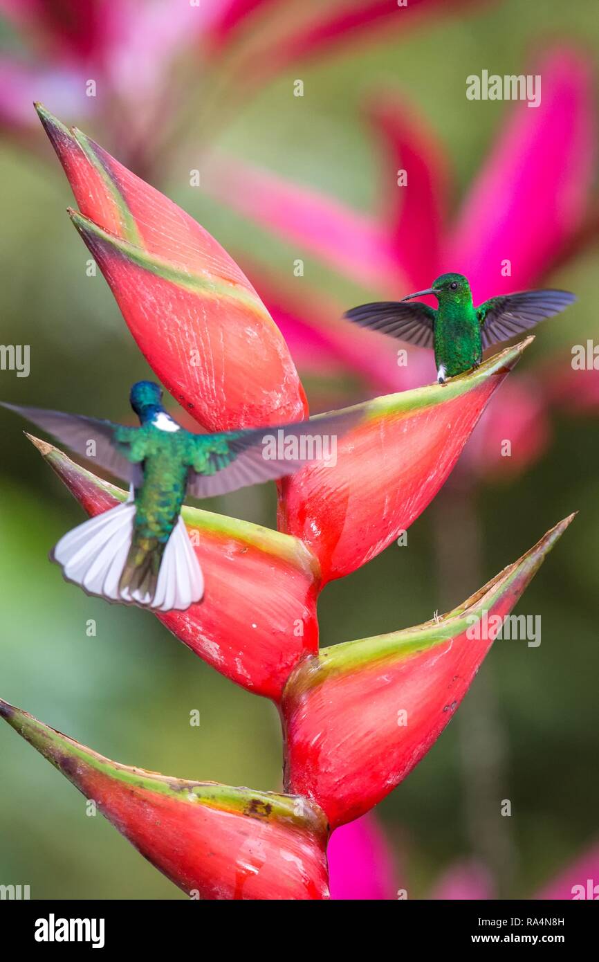 Cuivre (Hummingbird Colibri à croupion) assis sur fleur rouge et deuxième oiseau planant à côté. Mignon petit oiseau perché sur grand oranger, vert backg Banque D'Images