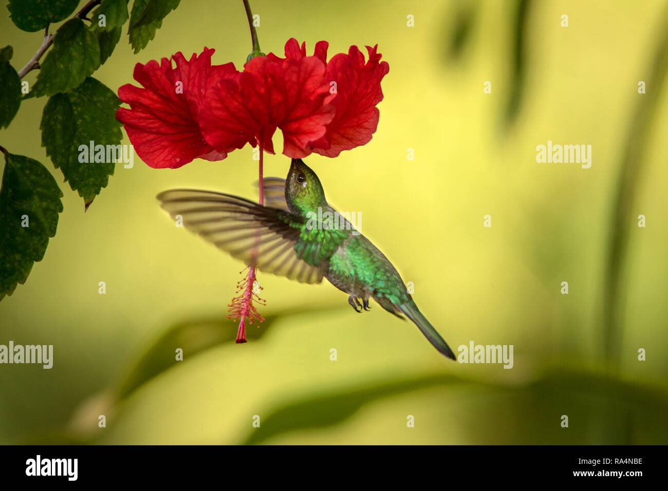 Campyloptère à queue blanche planant à côté de fleur ibiscus rouge, oiseau en vol, des forêts tropicales des Caraïbes, Trinité-et-Tobago, l'habitat naturel, hummingbir Banque D'Images