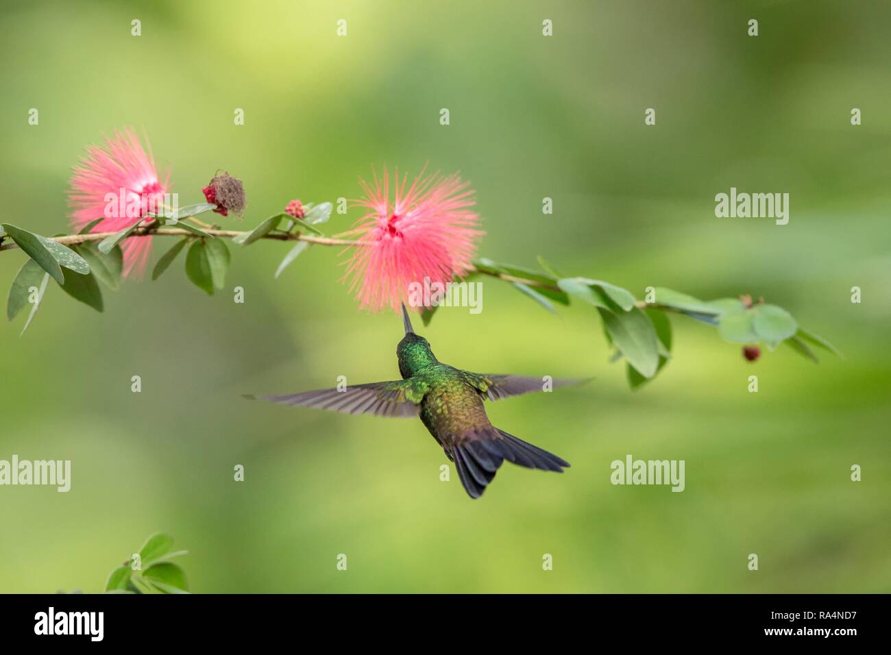 Hummingbird à croupion cuivre planant à côté de mimosa rose fleur, oiseau en vol, des forêts tropicales des Caraïbes, Trinité-et-Tobago, l'habitat naturel, bourdonnement Banque D'Images