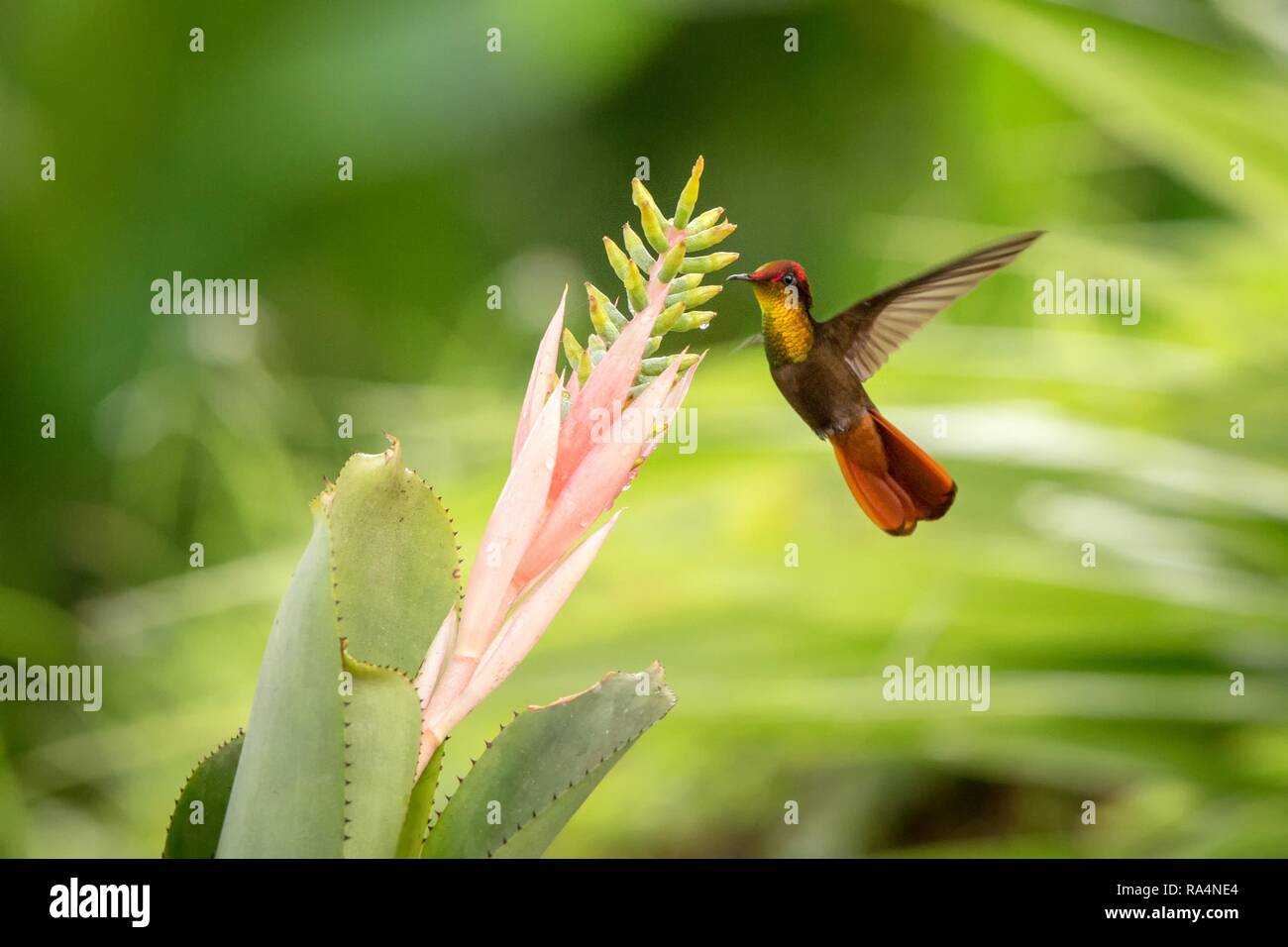 Ruby topaz planer à côté de fleur rose et jaune, oiseau en vol, des forêts tropicales des Caraïbes, Trinité-et-Tobago, l'habitat naturel, belle hummingb Banque D'Images