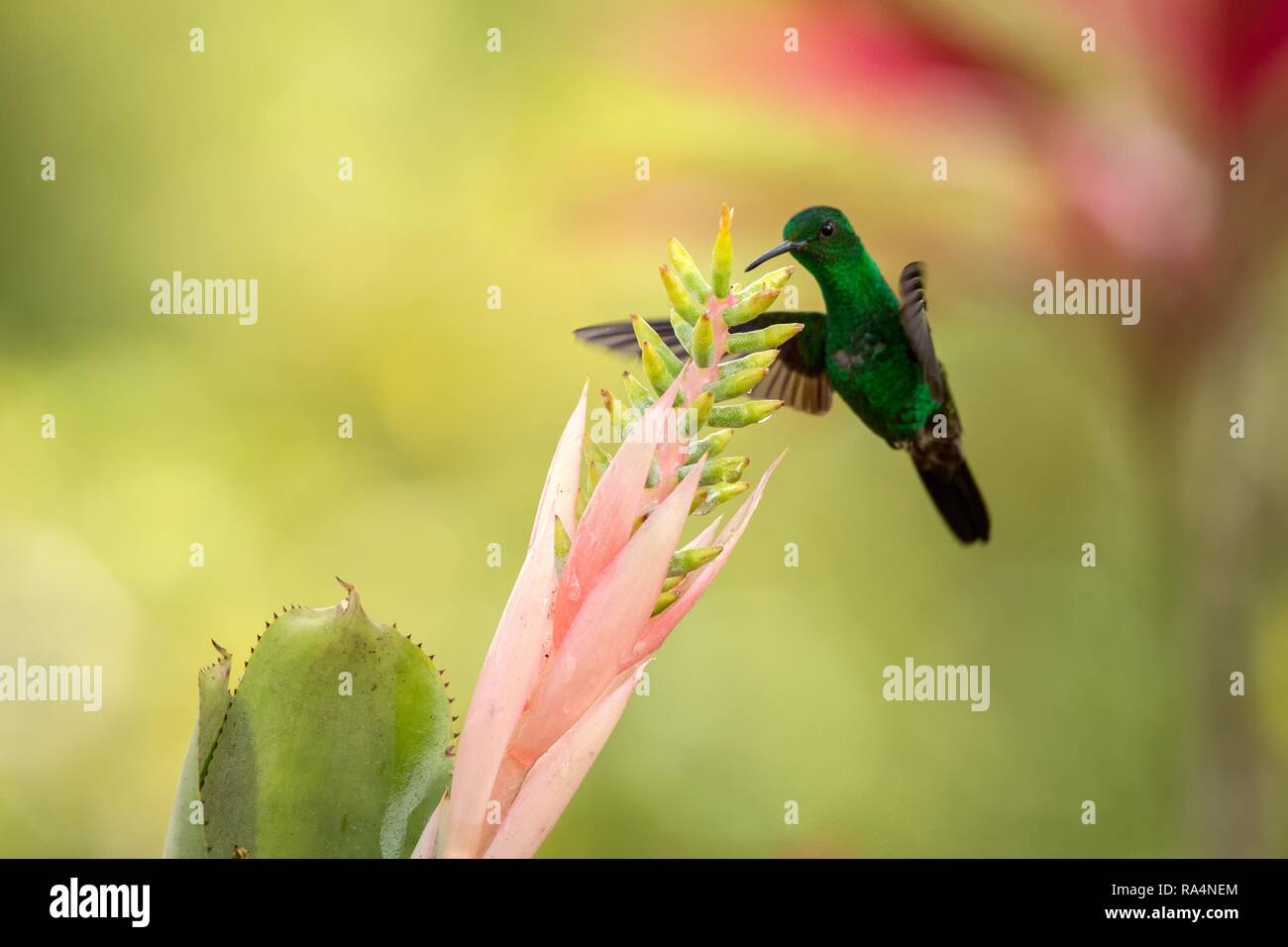 Hummingbird à croupion cuivre planant à côté de fleur rose, oiseau en vol, des forêts tropicales des Caraïbes, Trinité-et-Tobago, l'habitat naturel, hummingbird su Banque D'Images