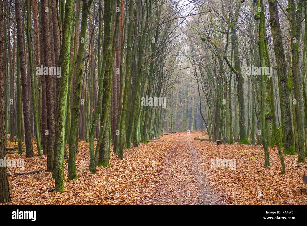 Paysage d'automne d'un bois dans la forêt Kabacki brumeux près de Varsovie, Pologne. Banque D'Images