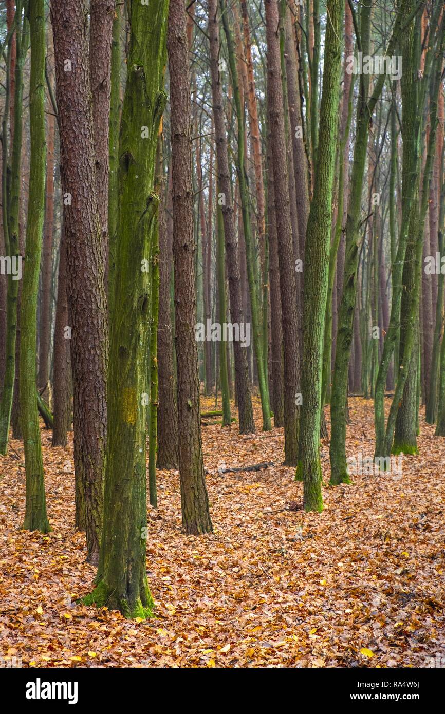 Paysage d'automne d'un bois dans la forêt Kabacki brumeux près de Varsovie, Pologne. Banque D'Images