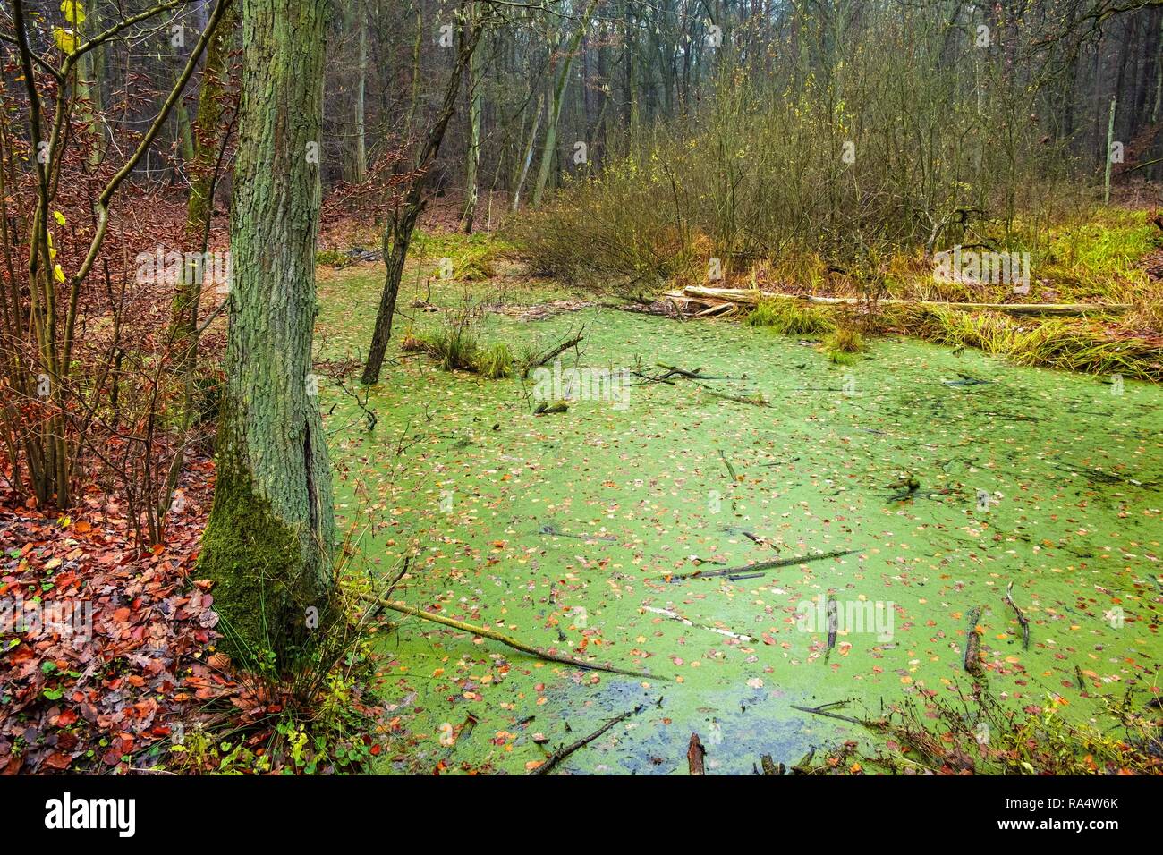 Paysage d'automne d'un bois brumeux et marécages en forêt Kabacki près de Varsovie, Pologne. Banque D'Images