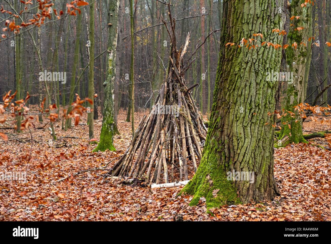 Paysage d'automne d'un bois brumeux et une cabane en bois dans la forêt Kabacki près de Varsovie, Pologne. Banque D'Images