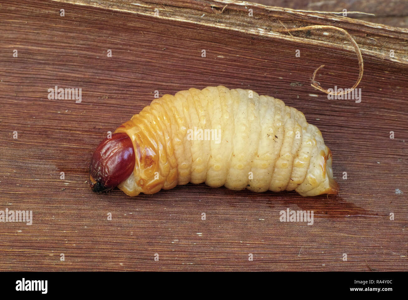 La larve de charançon rouge des palmiers, Rhynchophorus ferrugineus Banque D'Images