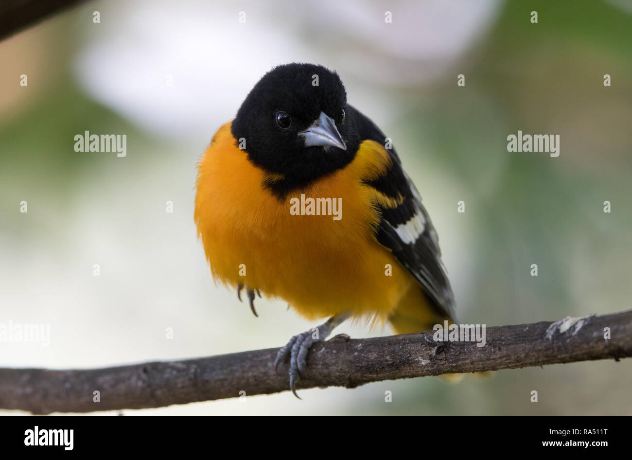 L'Oriole de Baltimore (Icterus galbula) Banque D'Images