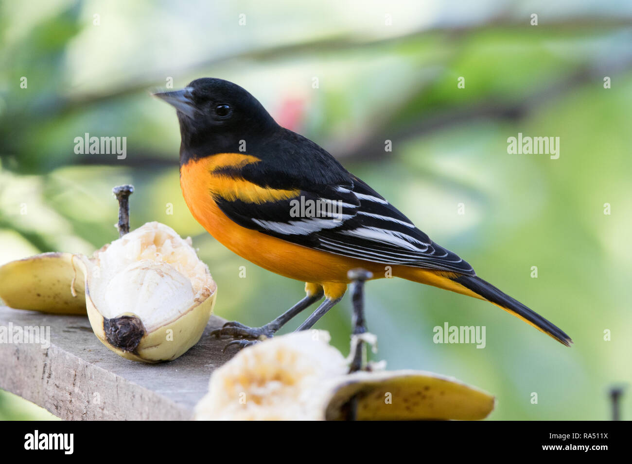 L'Oriole de Baltimore (Icterus galbula) Banque D'Images