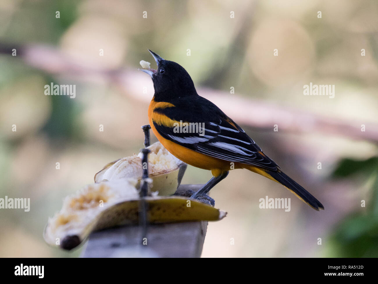 L'Oriole de Baltimore (Icterus galbula) Banque D'Images