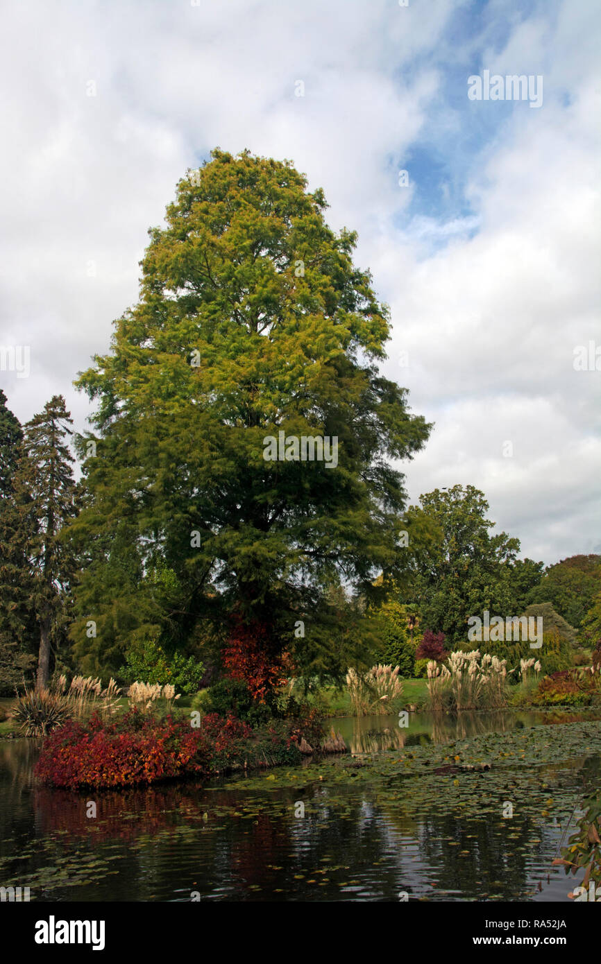 WEST SUSSEX ; sportive ; L'étang Banque D'Images