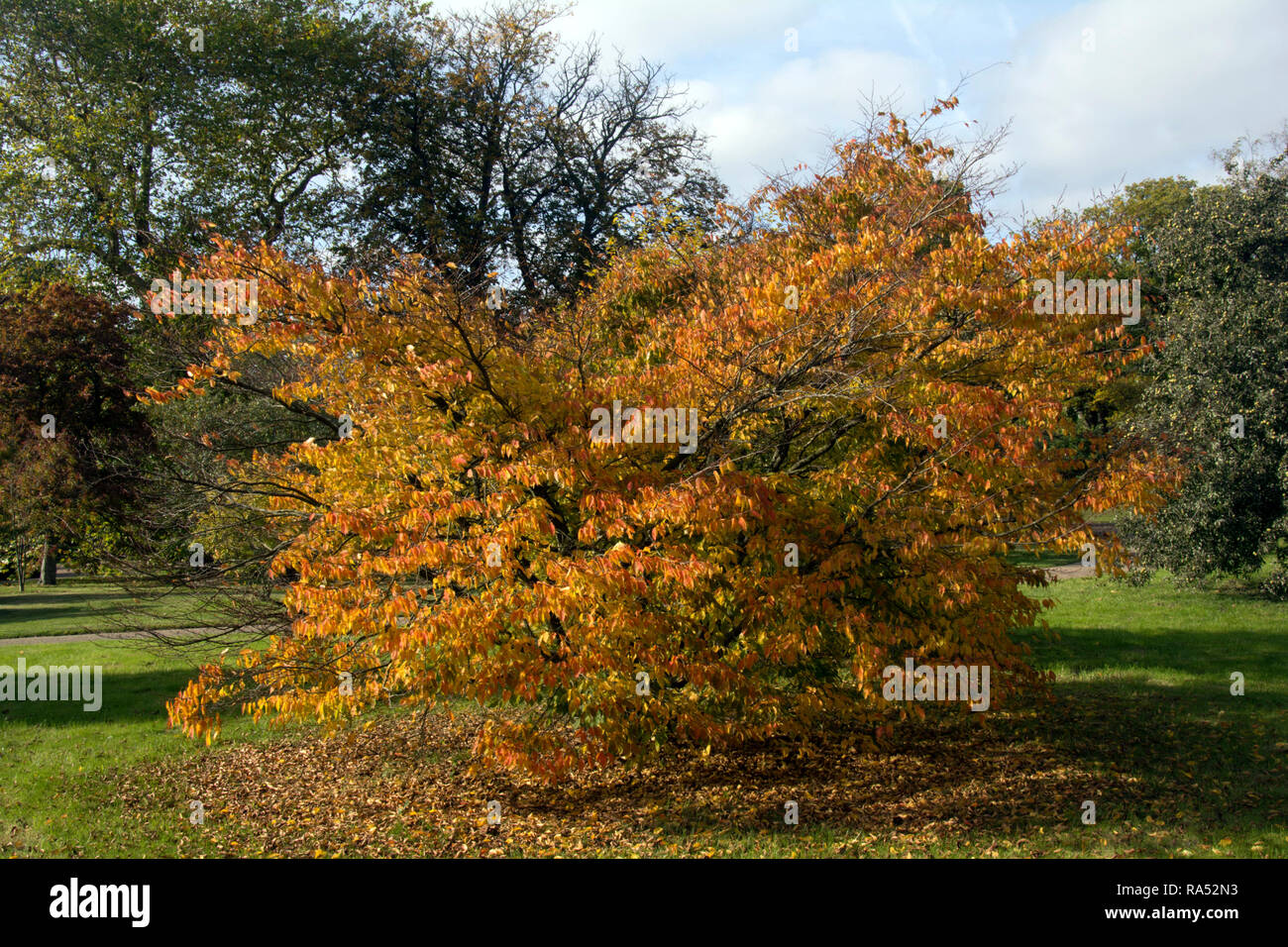 WEST SUSSEX ; sportive ; Charme ; CARPINUS LATIFOLIOUS Banque D'Images
