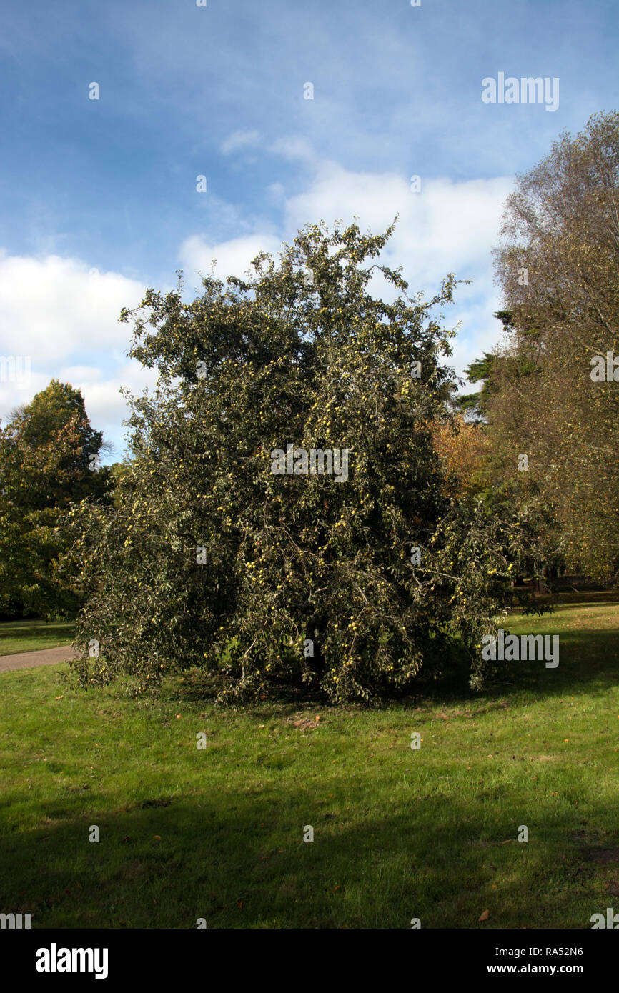WEST SUSSEX ; WAKEHURST ; la neige ; POIRE PYRUS NIVALIS Banque D'Images