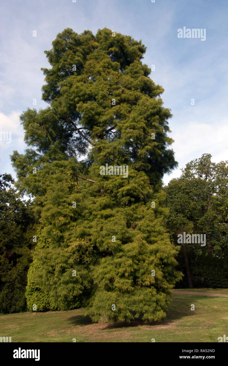 WEST SUSSEX ; ; ; CYPRESS SWAMP WAKEHURST Taxodium distichum Banque D'Images
