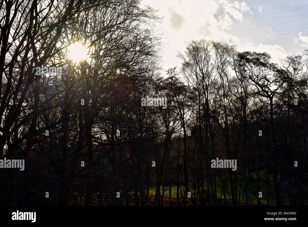 Coucher du soleil à travers les arbres à Hampstead Heath, au nord de Londres Banque D'Images