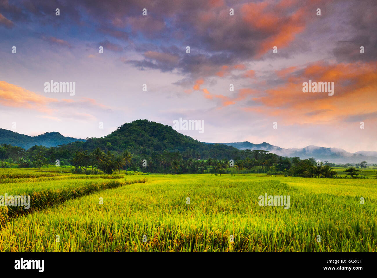 Belle terrasse dans le village de paddy Banque D'Images