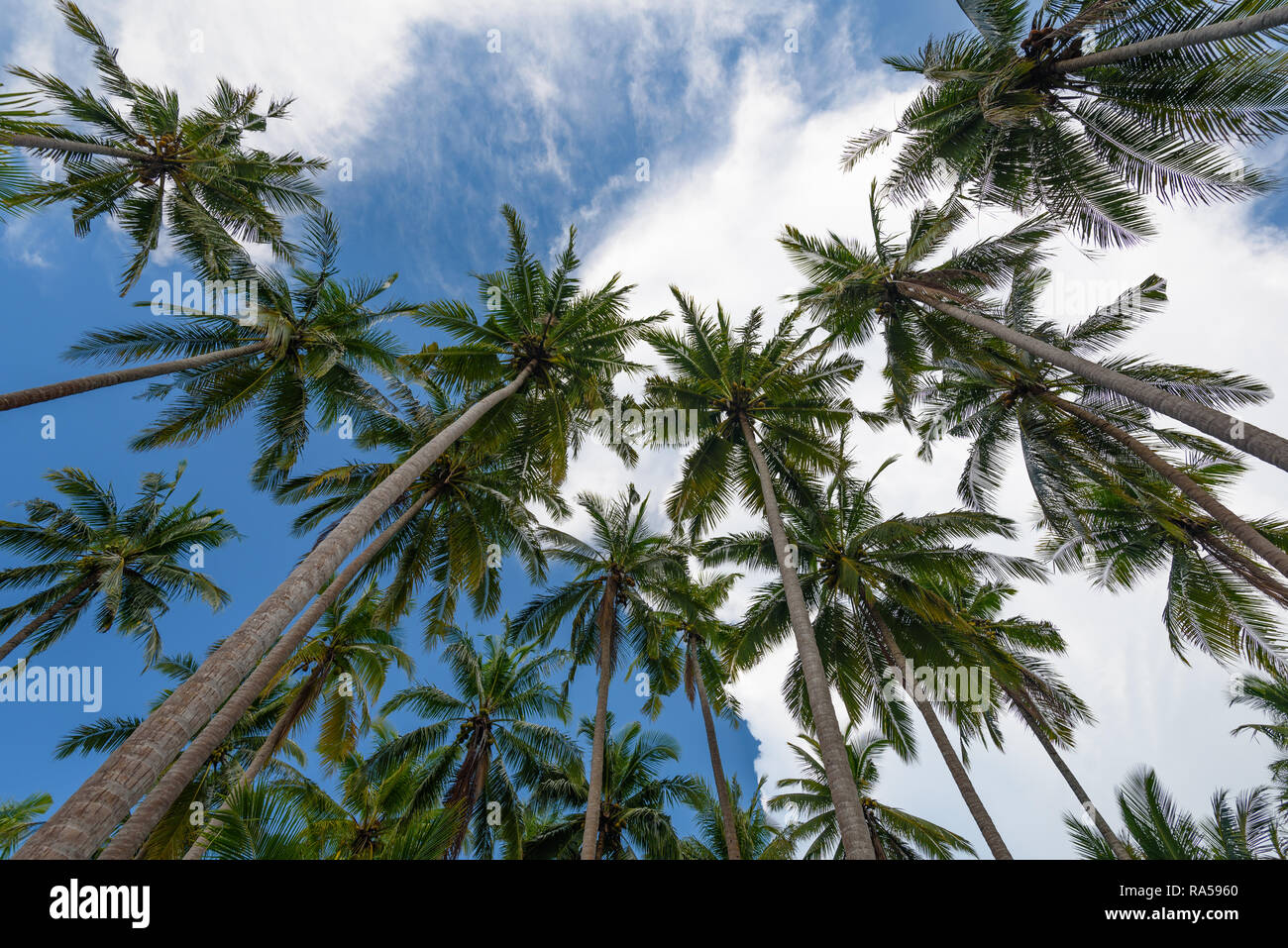 Cocotier avec ciel bleu sur l'arrière-plan Banque D'Images