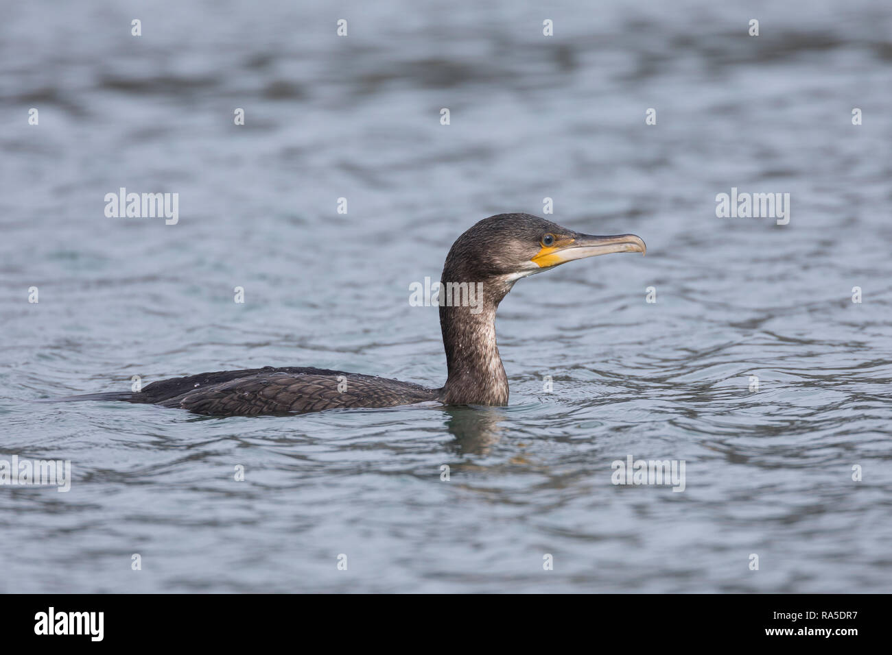 41059, Phalacrocorax carbo, Grand Cormoran, Grand cormoran, cormoran, grand cormoran, black Shag, le Grand Cormoran, le Cormoran co Banque D'Images