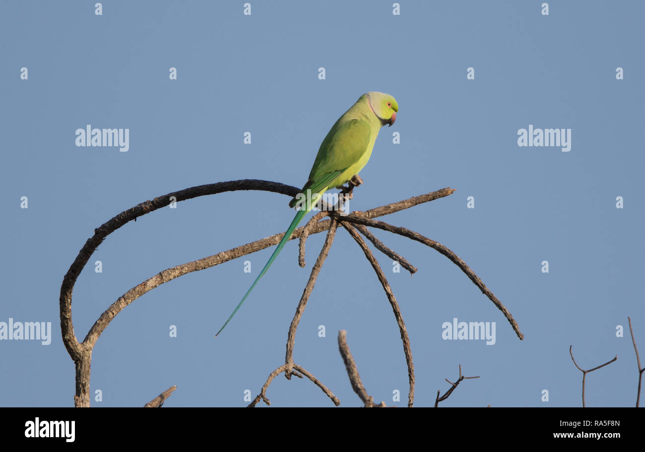 Héron pourpré (Psittacula krameri) Banque D'Images