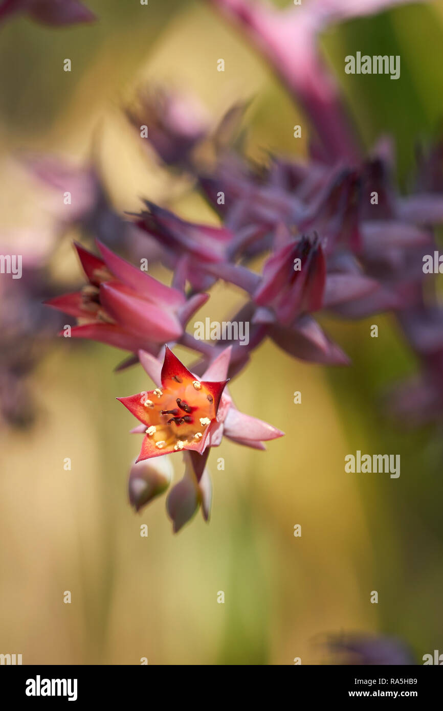 Fleurs d'un Echeveria gibbiflora Banque D'Images