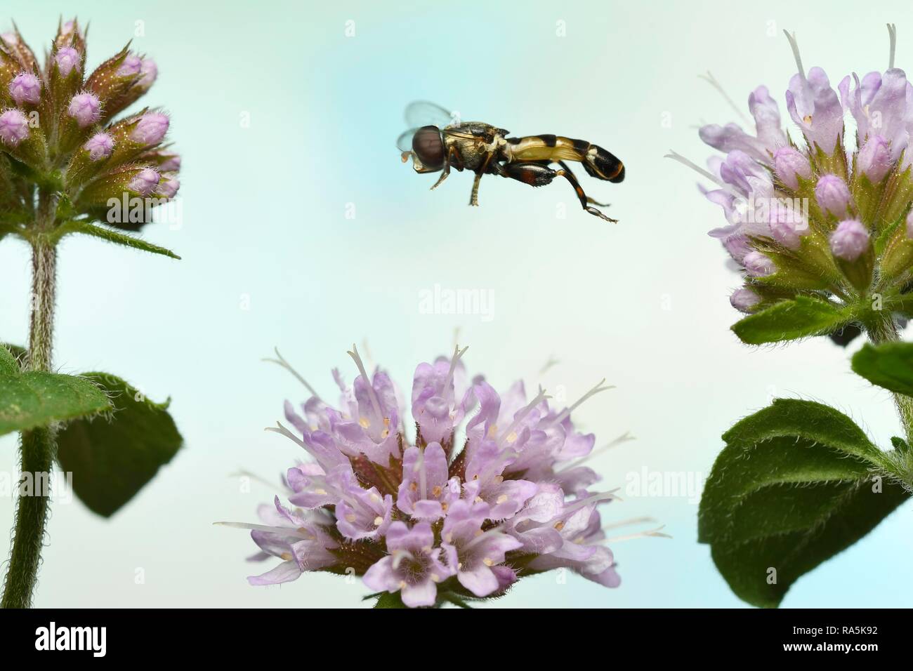 À pattes épaisses hoverfly (Syritta pipiens) en vol sur la fleur d'une menthe aquatique (Mentha aquatica), Allemagne Banque D'Images