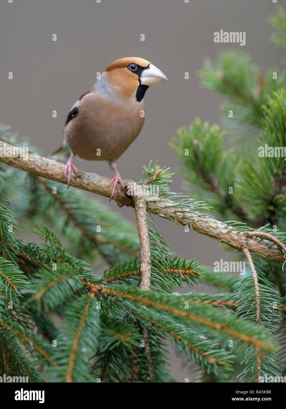 (Coccothraustes coccothraustes Hawfinch), dans un langage simple robe, assis sur la branche de l'épinette, la biosphère salon Jura Souabe Banque D'Images