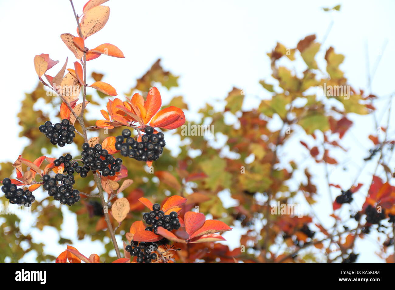 Décor de l’automne Banque D'Images