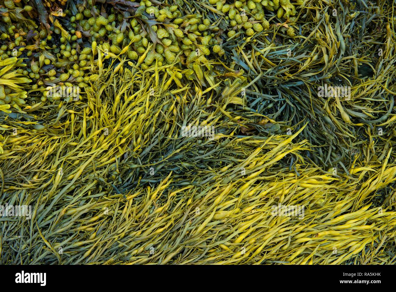 Divers, algues marines (Fucus spiralis rack en spirale), canalisé rack (Pelvetia canaliculata), Département Côtes-d'Armor Banque D'Images