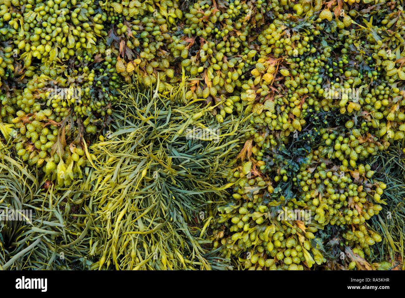 Divers, algues marines (Fucus spiralis rack en spirale), canalisé rack (Pelvetia canaliculata), Département Côtes-d'Armor Banque D'Images