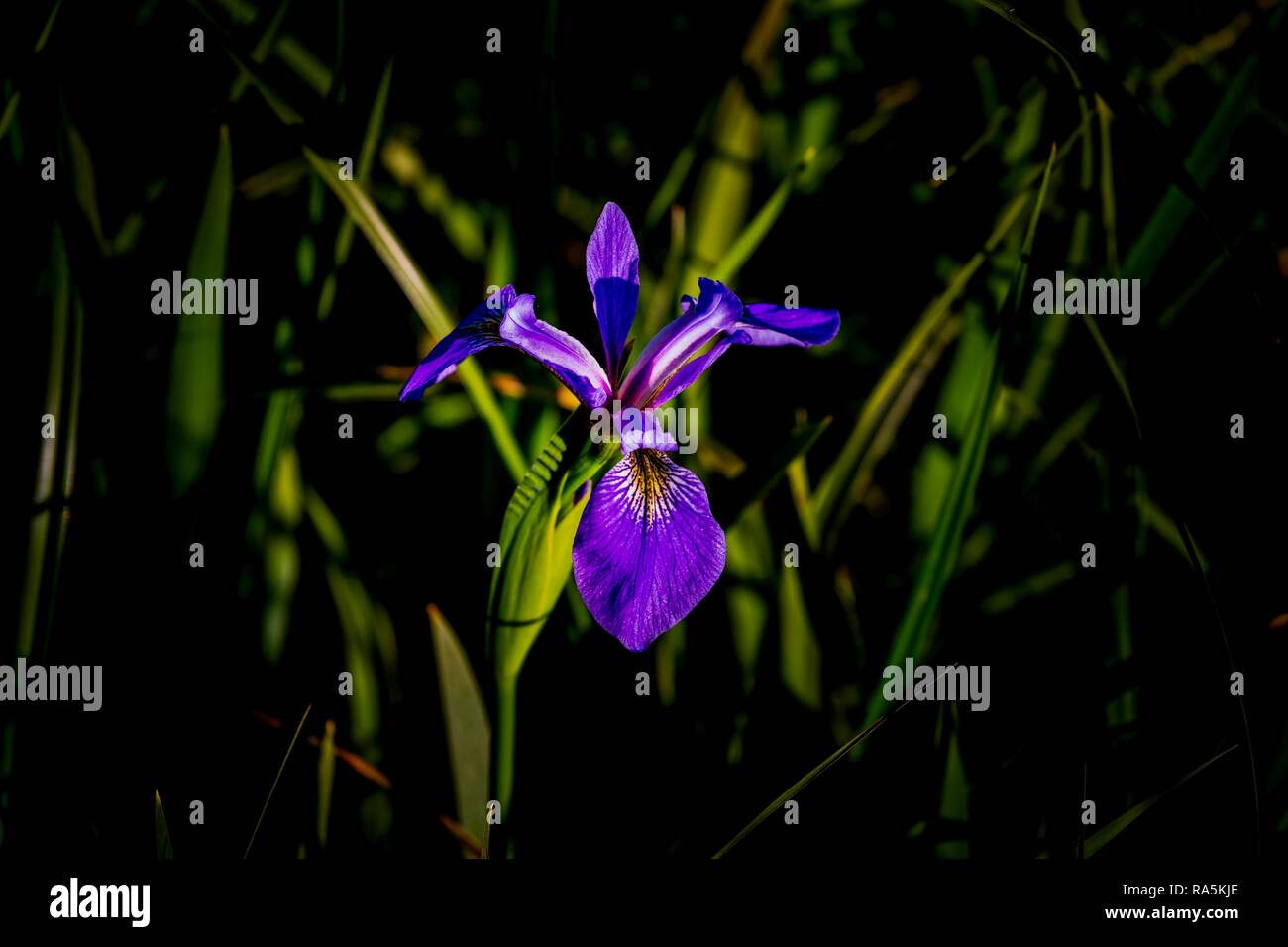 Fleurs sauvages (Iris versicolor), Québec, Canada Banque D'Images