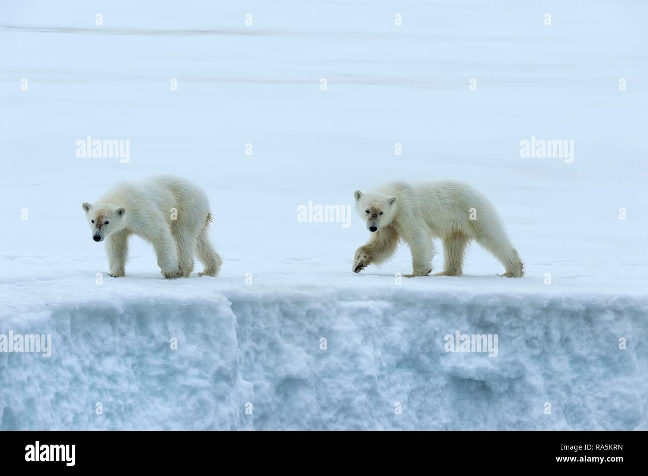 Deux jeunes oursons polaires (Ursus maritimus) marche sur la crête d'un glacier, le détroit d'Hinlopen, Björnsundet Banque D'Images