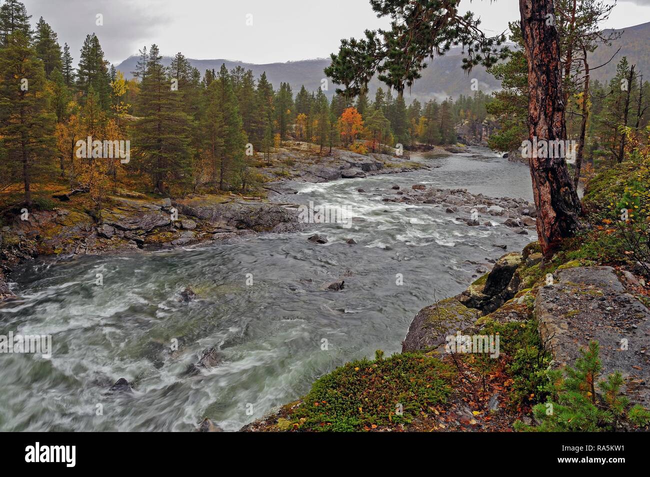 Atmosphère d'automne, rivière Rauma, Romsdalen, More og Romsdal (Norvège) Banque D'Images