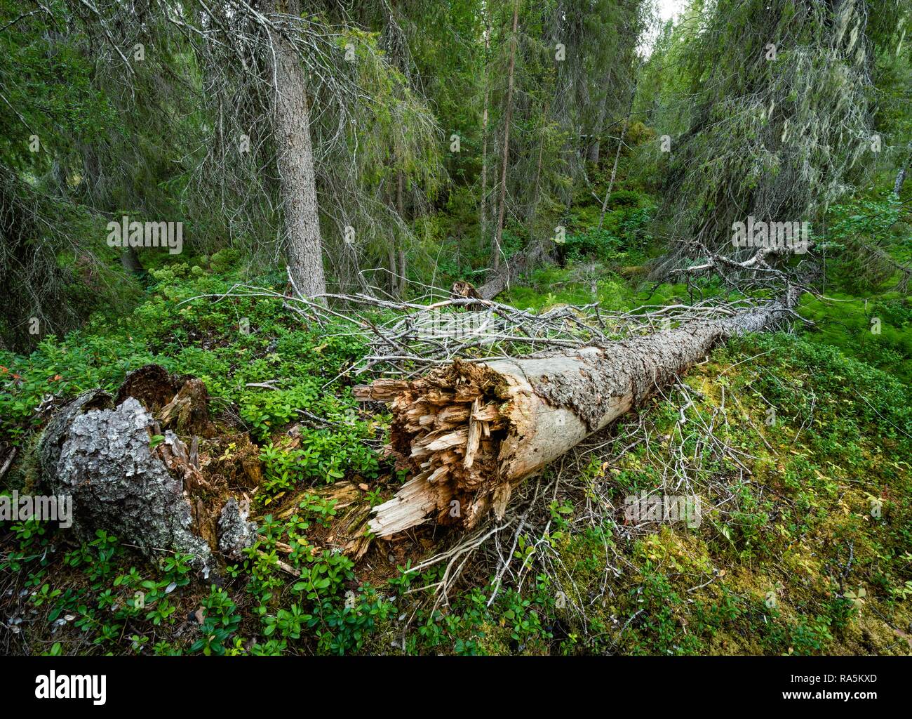 Arbre tombé dans l'Arctique, la forêt boréale Kittilä, Lappi, Finlande Banque D'Images