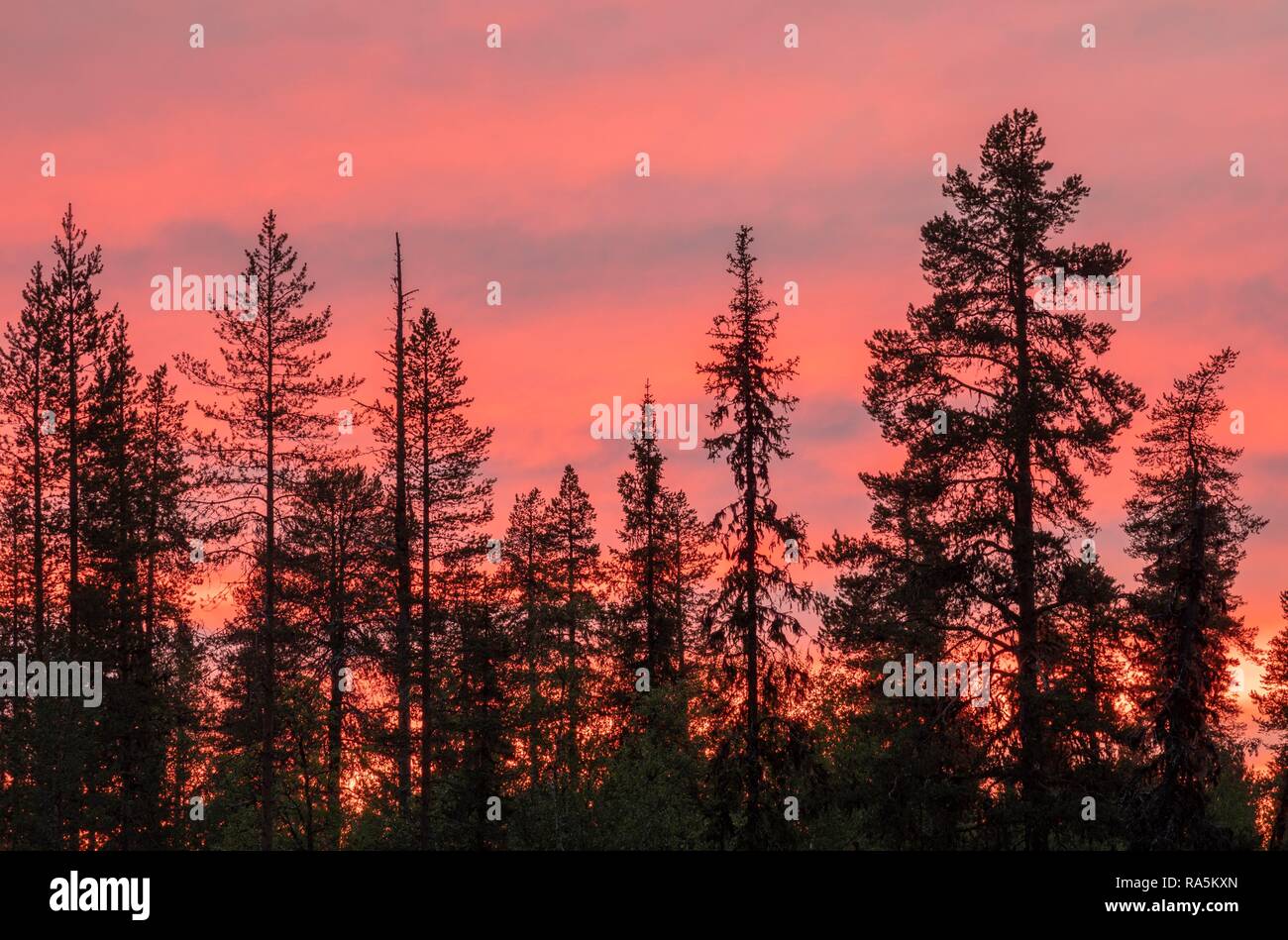 Coucher du soleil, des silhouettes d'arbres, rose ciel derrière, Kittilä, Lappi, Finlande Banque D'Images