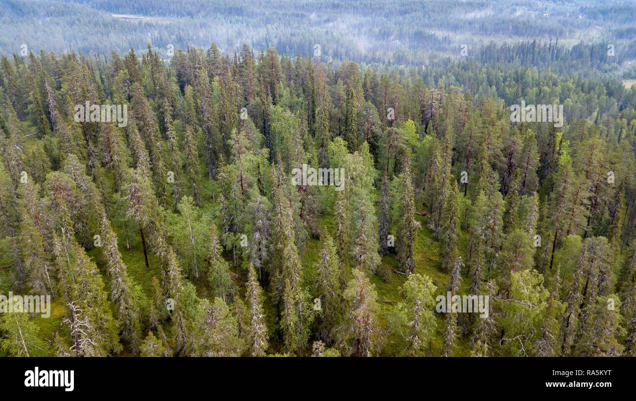 Drone abattu, forêt boréale de conifères de l'Arctique, avec brouillard, forêt, Salla, Lappi, Finlande Banque D'Images