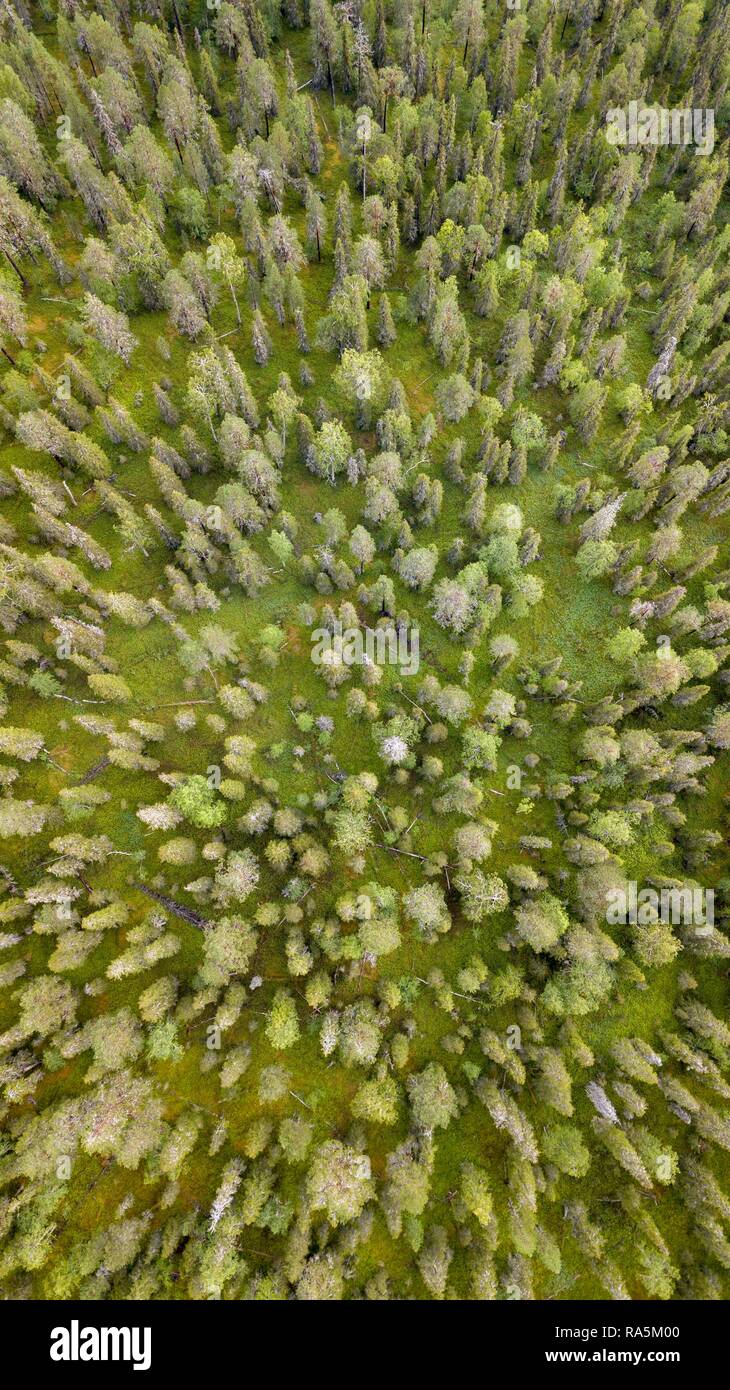 Drone abattu, boréale, conifères de l'Arctique, forêt, zones humides, Moss, salla, Lappi, Finlande, Finlande Banque D'Images