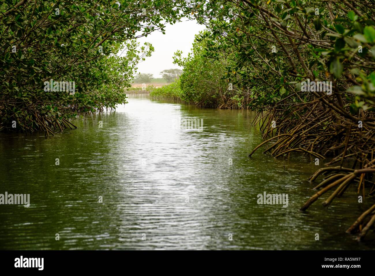 Les mangroves de la lagune de Somone, région de Thiès, Sénégal Banque D'Images