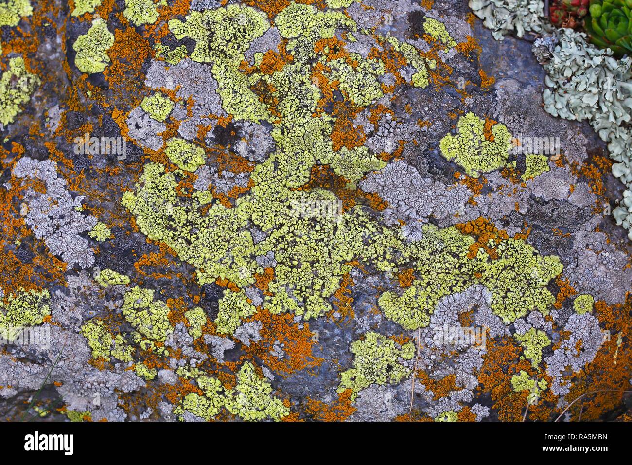 Les roches de granit couvert de lichens, Balaton, Hongrie Banque D'Images